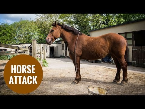 Sadists slash horses with knives then leave them to die in burning stables