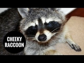 Couple's home invaded by a RACCOON!