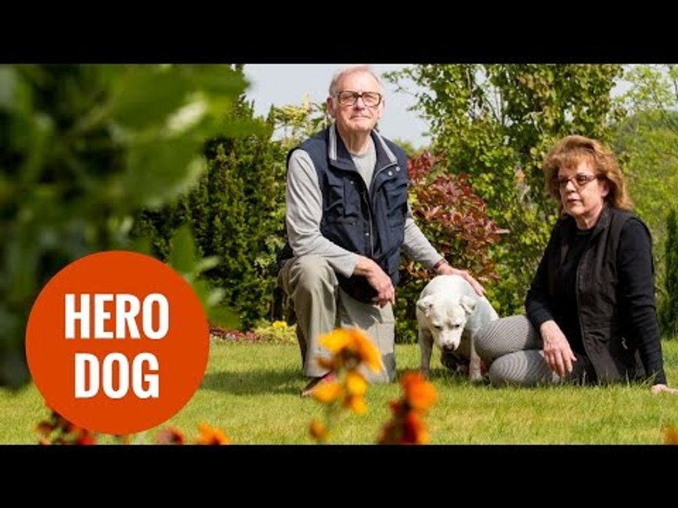 Dog owner's life saved after falling over pet pooch