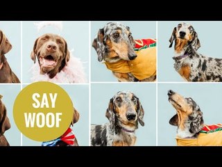 Pooches strike a pose in bow-tie with hilarious results