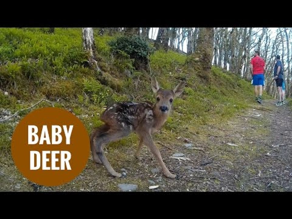 Runners have an amazing encounter with a tiny deer