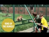 Tug of war between children and a LION