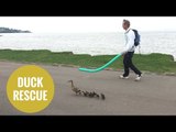 Adorable ducklings rescued by lifeguards after found in swimming pool