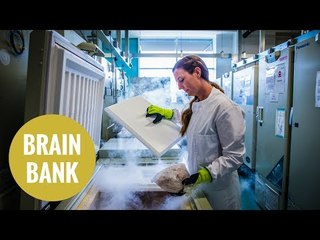 A brain bank with more than 1,000 brains stored in its vaults.