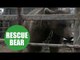 The moment rescuers free brown bear who spent two years inside filthy cage