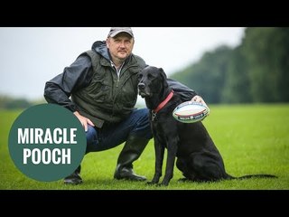 Miracle dog survives after large tumor removed