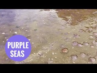 Thousands of jelly fish arrive in Britain