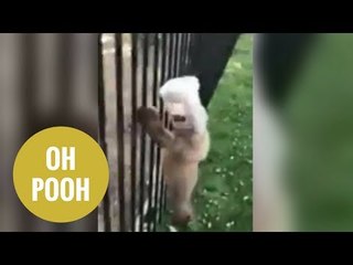 Bear has Winnie the Pooh moment getting head stuck in honey jar