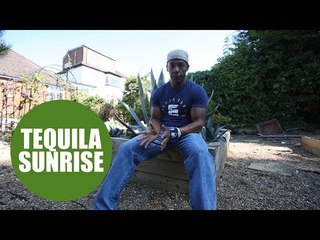 Londoner turns his garden into tequila heaven