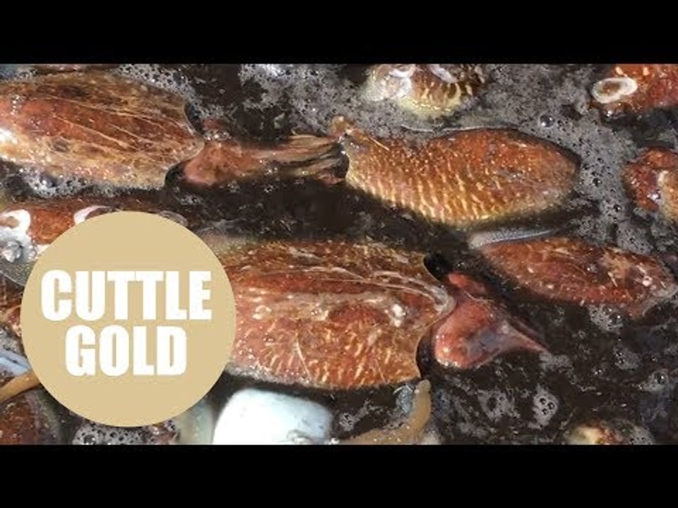 The ugly fish in Plymouth's waters that's sparked a multi-million 'black gold rush'