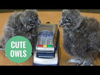 Adorable baby owls are a hoot after getting jobs