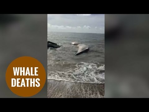 Dead whales washed up near Felixstowe