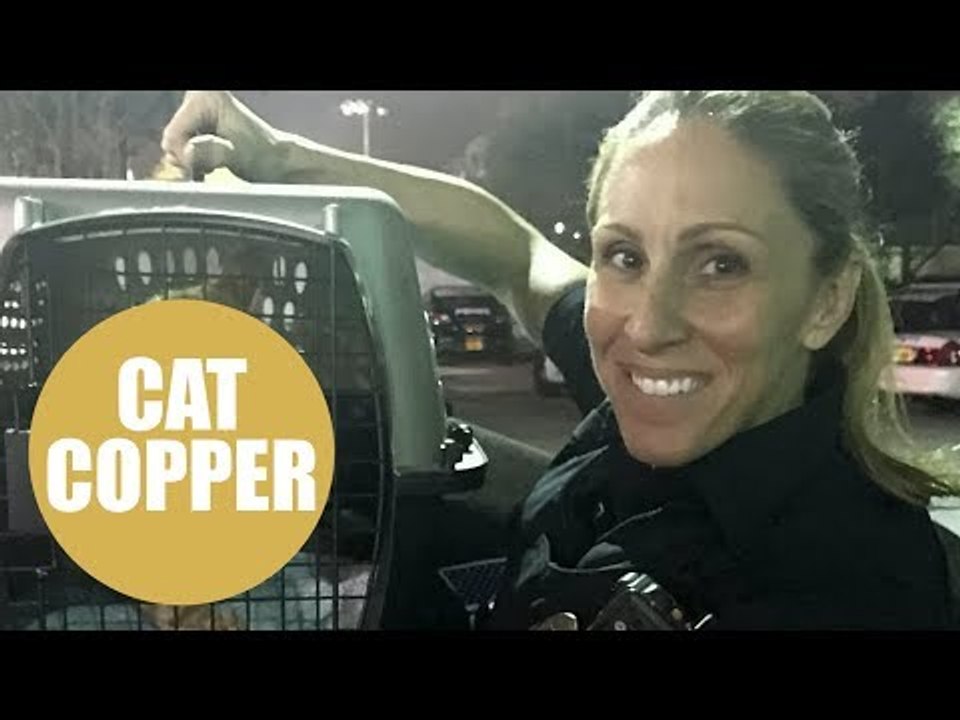 Kindhearted cop began feeding stray cats while out on patrol and ended up rescuing them