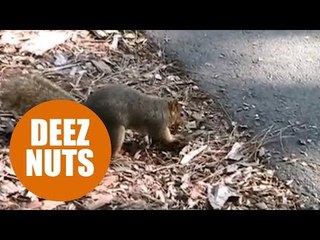 Squirrels sort their nuts before hiding them