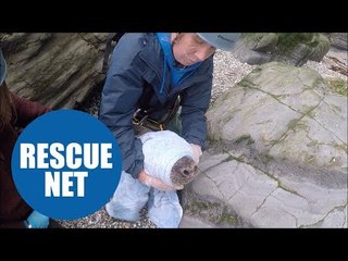 Seal saved from bottom of cliff after freed from netting