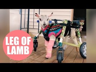 Adorable footage shows disabled lamb taking its first steps with a special stroller