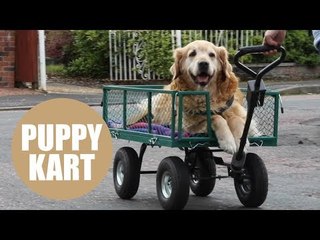 Old dog who fought back from brink of death gets free rides in garden cart