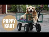 Old dog who fought back from brink of death gets free rides in garden cart