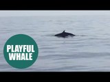 Amazing footage shows whale playing near tourists