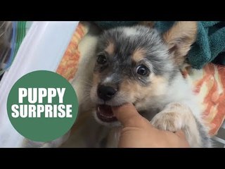 The world's best boyfriend' surprises his sobbing girlfriend with a PUPPY