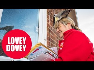 Friendly dove that sits on postman's head