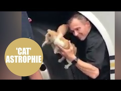 Kitten travels up to 700 miles around Britain trapped inside wheel arch of tourist coach