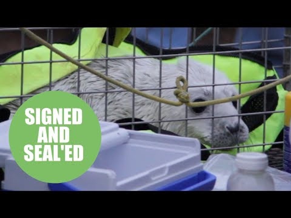rescue of day-old seal pup which has been abandoned by its mother