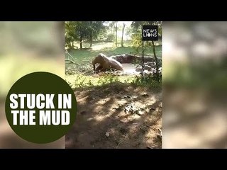 Mother elephant and three babies rescued after stuck in muddy path