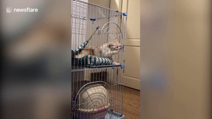 Guilty cat spotted by owner trying to break out of cage