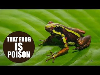 The reason poison frogs don't poison themselves 'could lead to stronger painkillers'