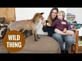 Mum-of-two has pet fox which she lets play with her young children
