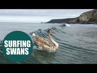 Surfers delighted after joined by two baby swans