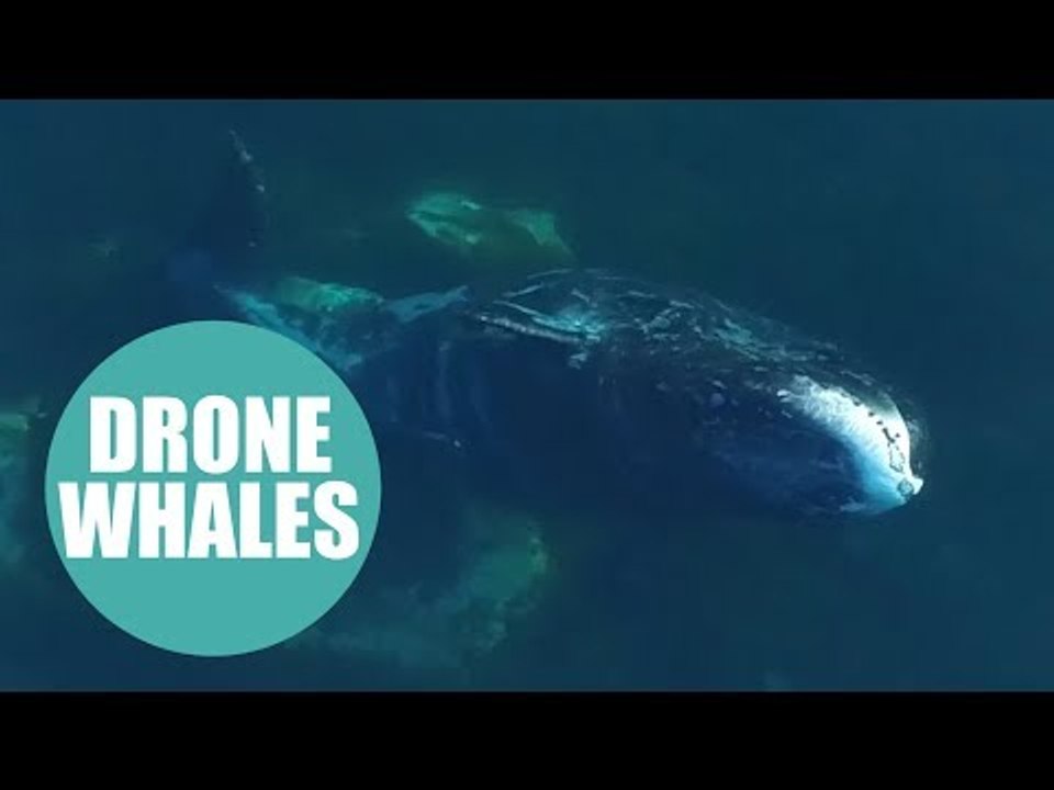 Whales head to the Canadian Arctic each year to 'exfoliate'