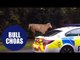 Police called after escaped BULL causes rush hour chaos