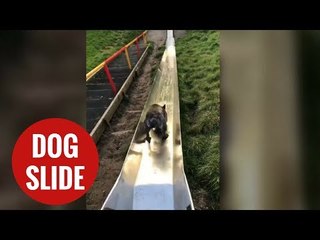 Adorable video of dog going down a children's slide goes viral