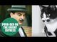 Kitten bears uncanny resemblance to Hercule Poirot