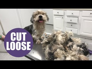 Neglected dog with dreadlocks looks incredible after three-hour transformation