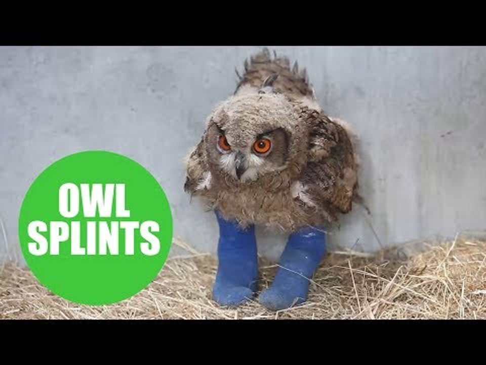 Owner of baby owl which captured hearts of the nation