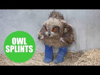 Owner of baby owl which captured hearts of the nation