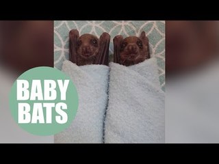 Two Egyptian fruit bats named Bruce and Wayne have been hand raised by an expert