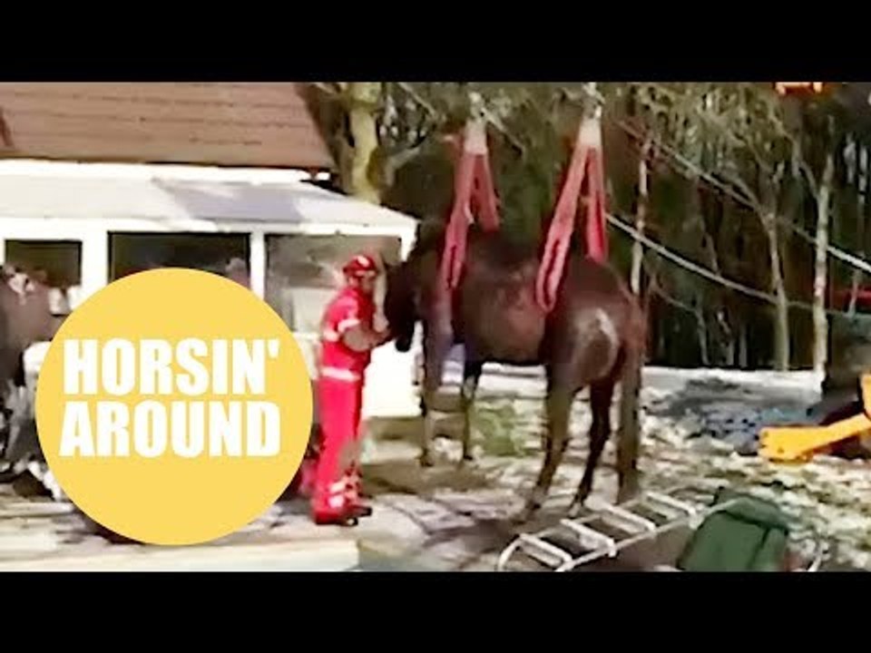 Firefighters rescue hapless horse that slipped on ice and plunged into swimming pool