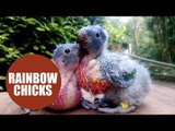 Two scraggly looking chicks will grow into beautiful rainbow birds