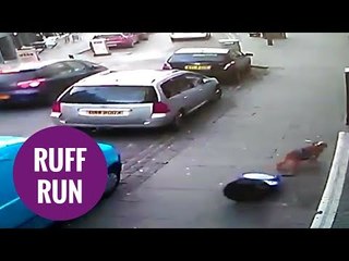 Dog runs through town centre with a lottery sign hurtling behind it