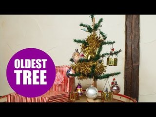 Britain's oldest Christmas tree goes up for 97th year