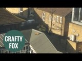 Fox climbs onto the roof of a busy train station