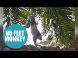 Remarkable video shows monkey with congenital defect using front legs to walk