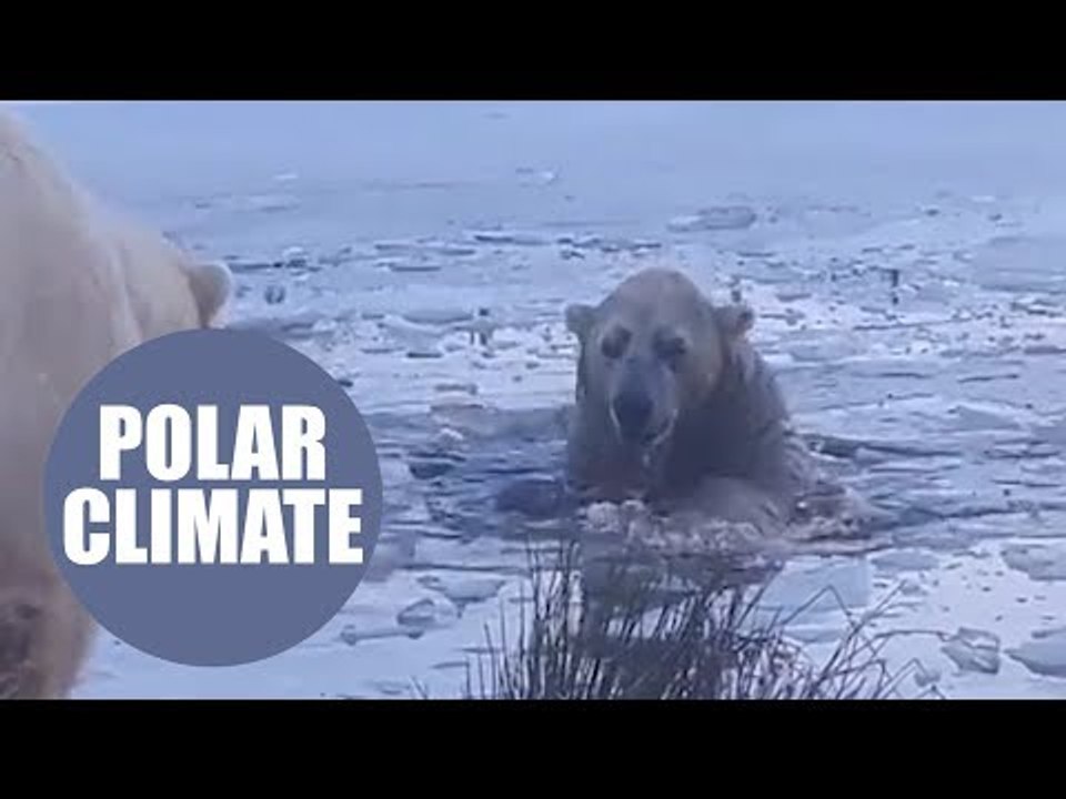 Heartwarming moment a polar bear took a dip in a freezing pool at a Scottish wildlife park