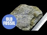 World's oldest eye discovered in 530 million year old fossil