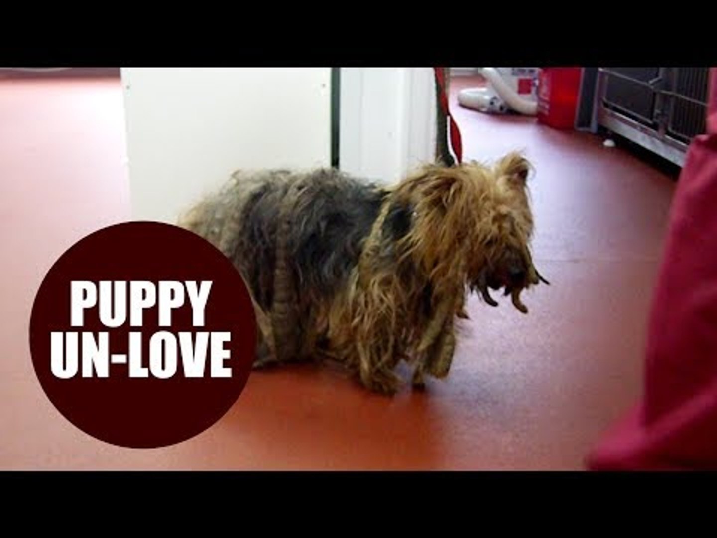 ⁣Cruel pet owner banned from keeping animals after leaving his dog to grow foot-long dreadlocks.