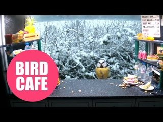 Wildlife photgrapher builds snack bar for the birds